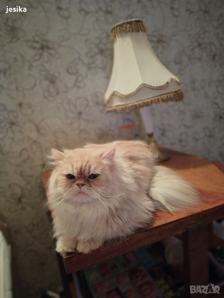 Мъжки персийци на година и половина с хигиенни навици не кастрирани,чиста порода ., снимка 1