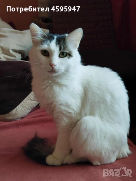 Млада пухкава красавица, снимка 1