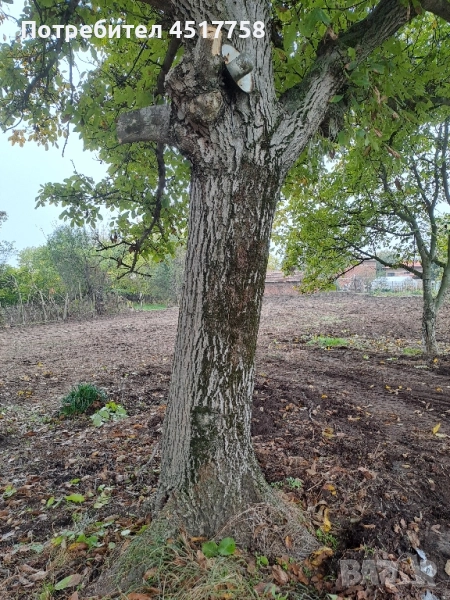 орехово дърво, снимка 1