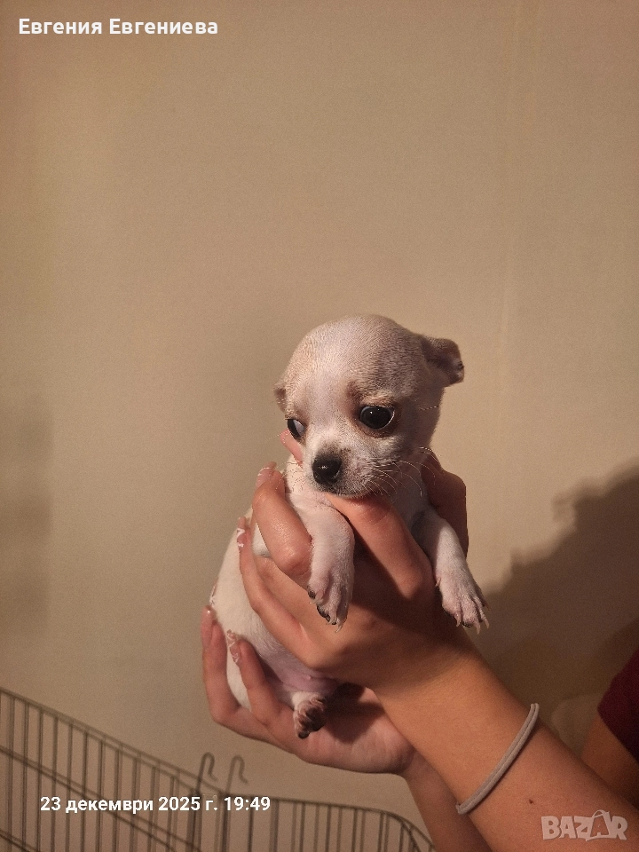 Мини чихуахуа,две момчета и две момичета., снимка 1
