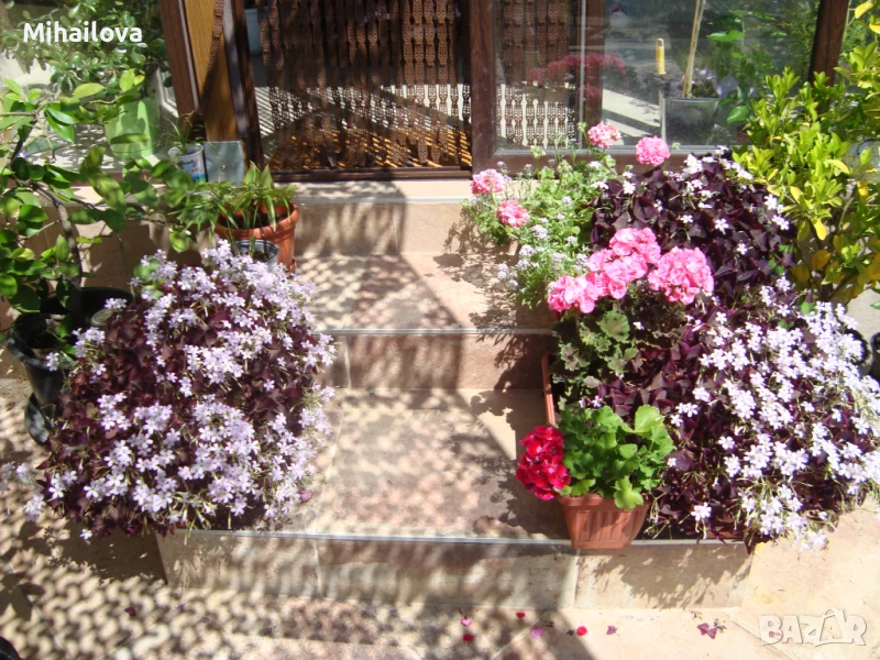 Оксалис Триангуларис, Триъгълна детелина, Кралска детелина, снимка 1