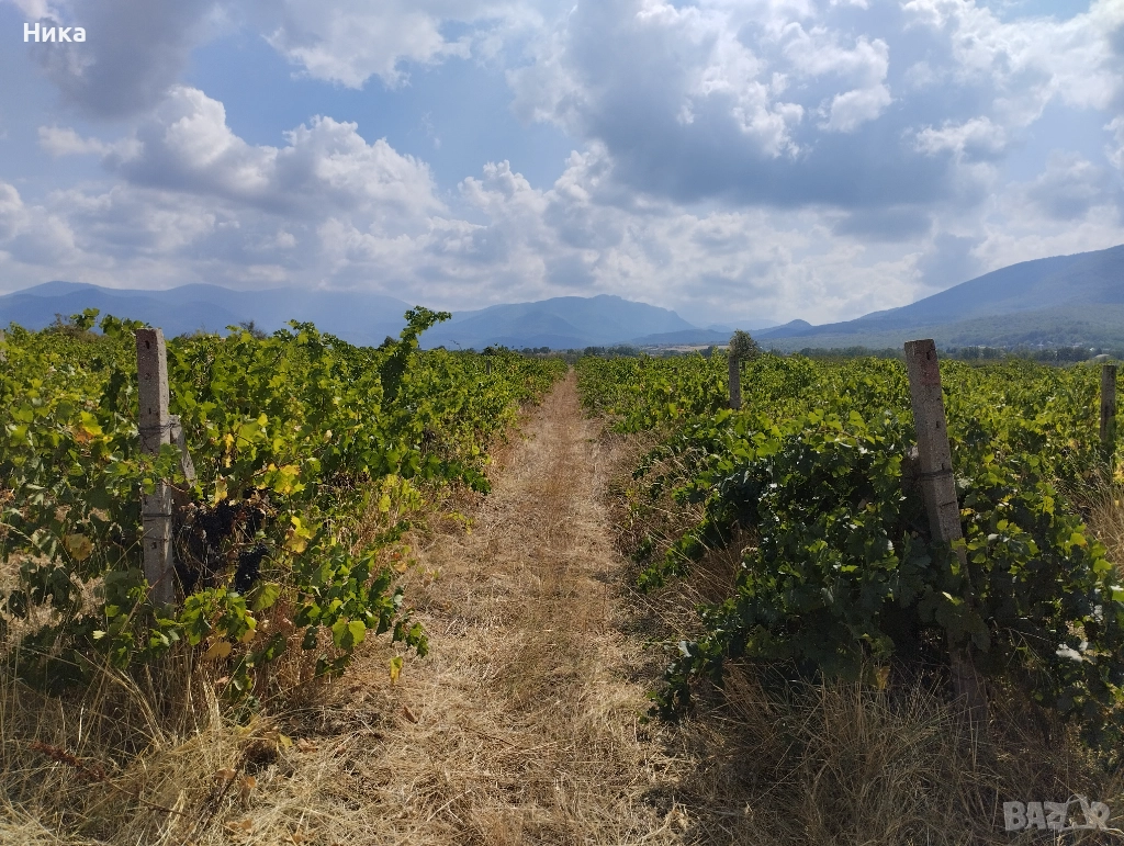 Продавам лозе, снимка 1