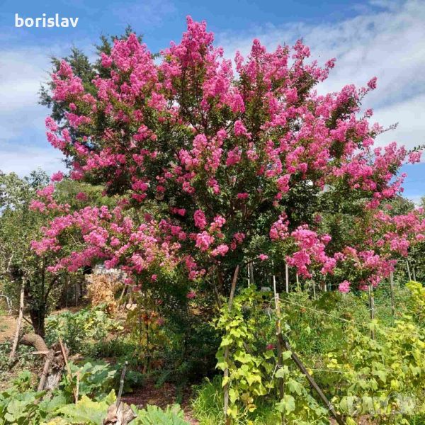 Индийски люляк, снимка 1