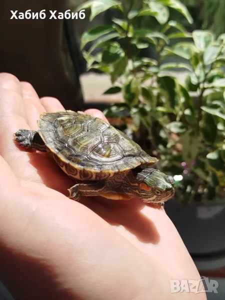 червенобуза костенурка 🐢, снимка 1