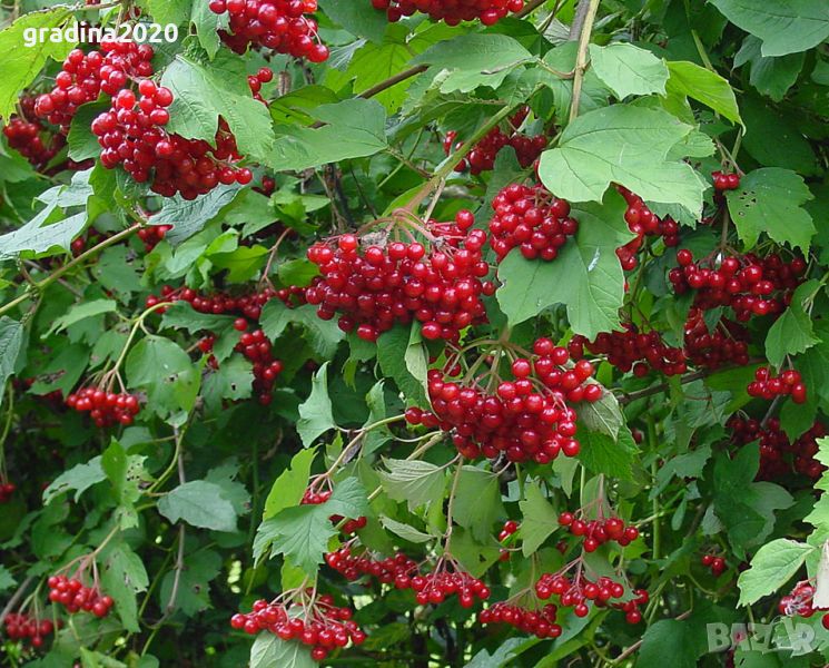 Червена калина (viburnum opulus), снимка 1