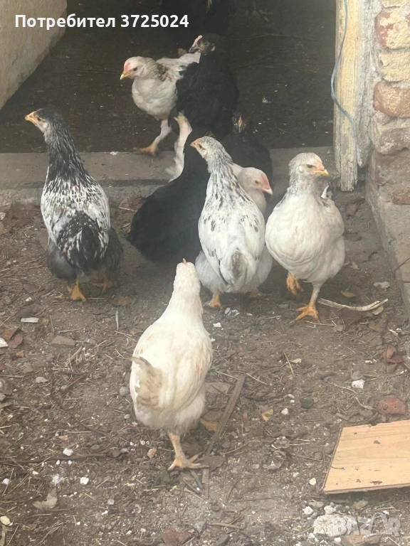 Пилета, снимка 1