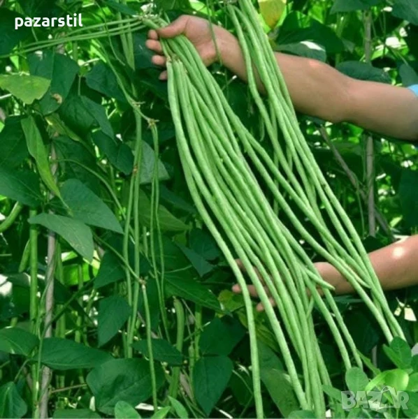 Аспержов боб , снимка 1