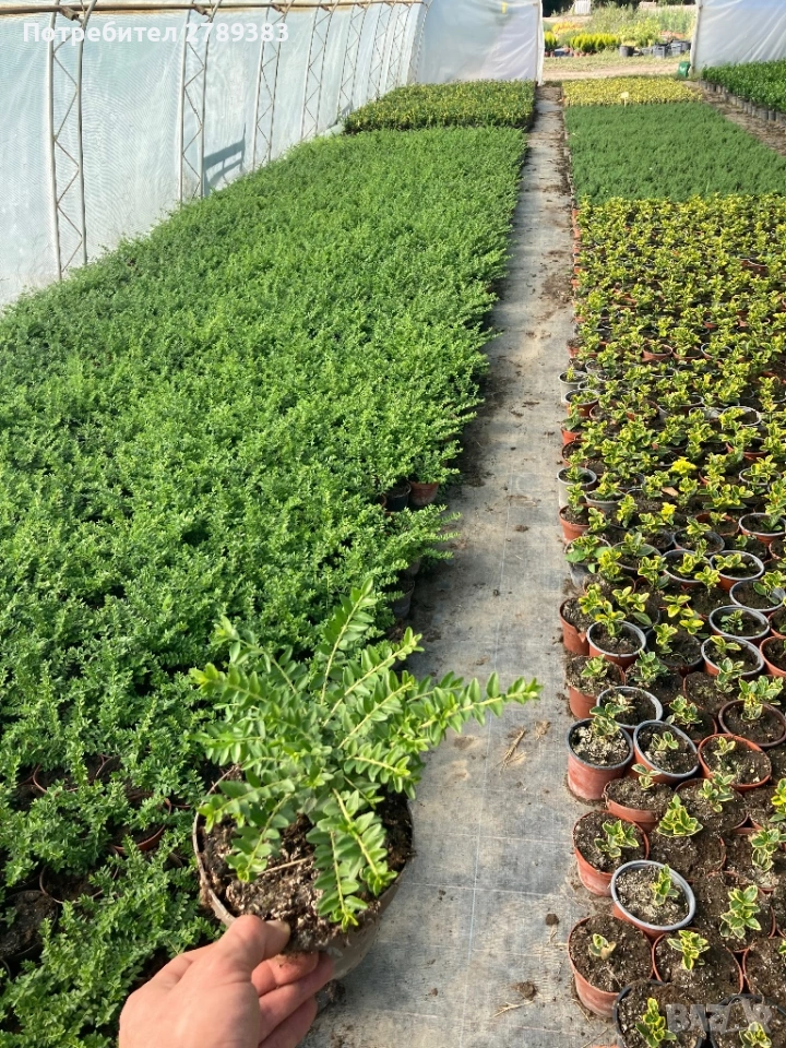 Лоницера нитида, снимка 1