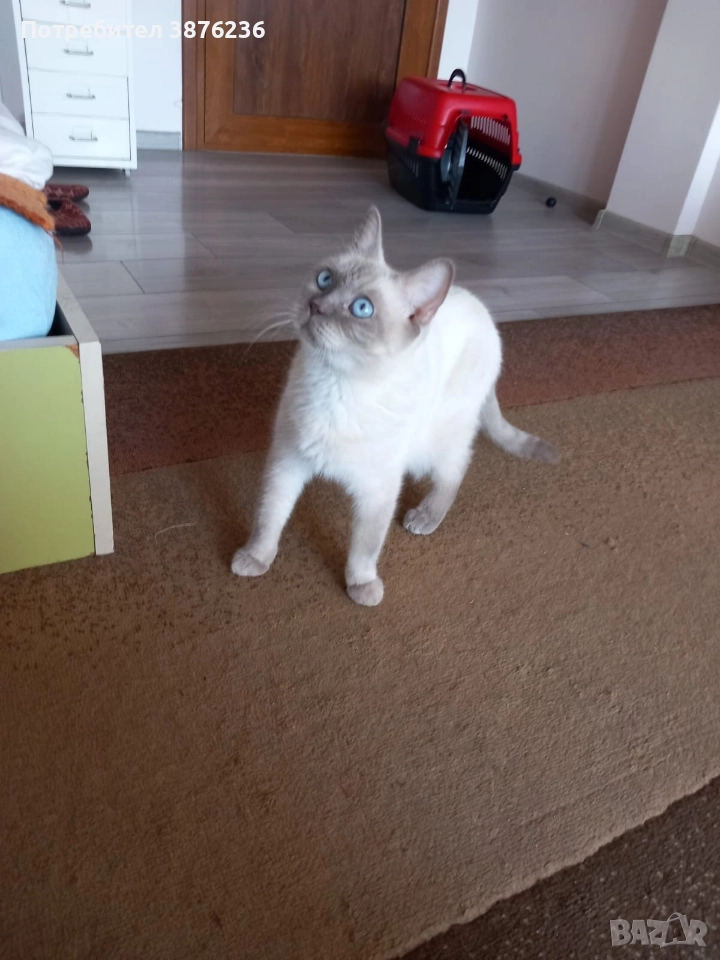 Колор пойнт, снимка 1