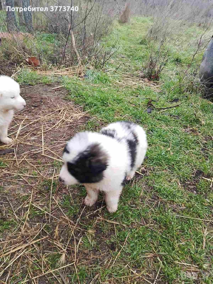 Подарявам кученца-каракачанки, снимка 1