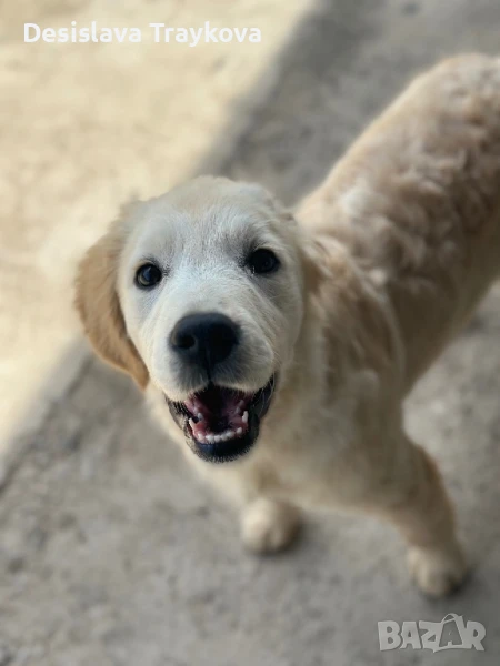 Страхотно кученце Голдън ретривър, снимка 1