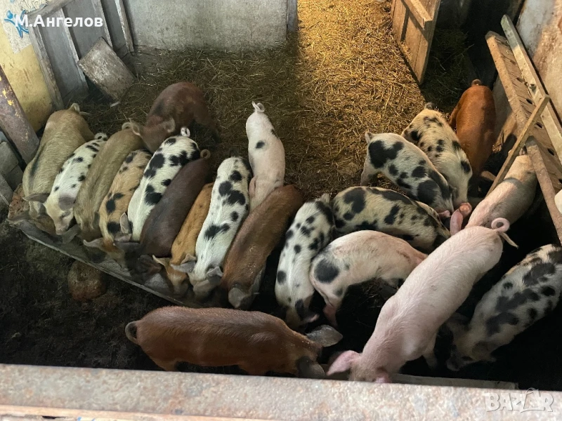 Малки прасенца , снимка 1