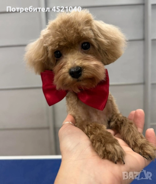 Пудел той, снимка 1