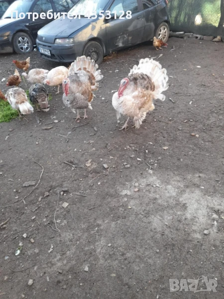 Пуики и Токачки, снимка 1