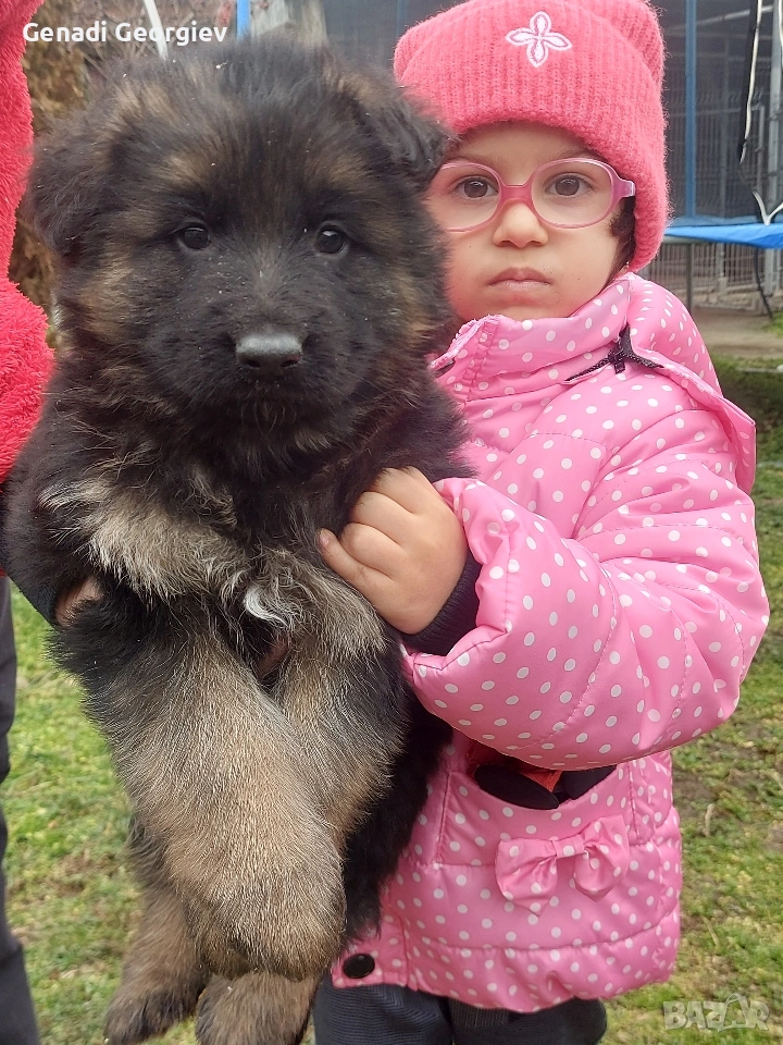 немски овчарки, снимка 1