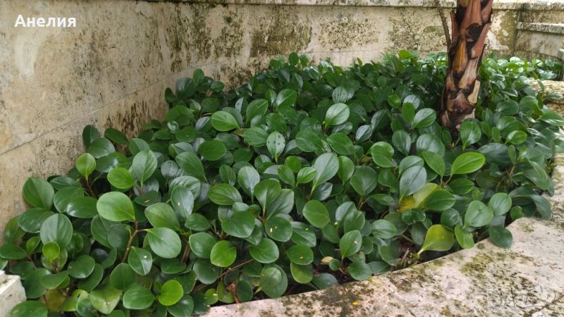 Peperomia magnoliifolia Пеперомия, снимка 1