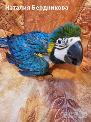 Синьо-жълта ара бебета, снимка 5 - Папагали - 51317087