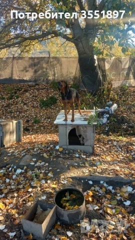 Продавам балканско гонче 