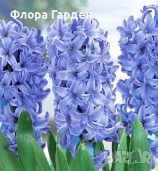 Луковици ЗЮМБЮЛИ, снимка 16 - Градински цветя и растения - 51033126