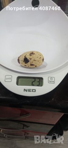 Пъдпъдъчи яйца за люпене 0.20ст