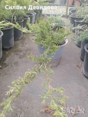 Юниперус , снимка 11 - Градински цветя и растения - 52770817