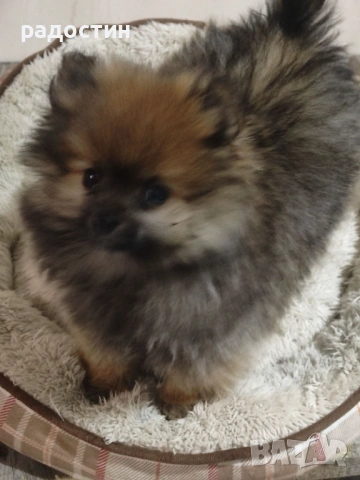 Померанчета мини