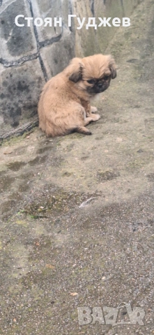  пекинезчета