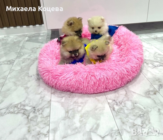 Мини Померани , снимка 9 - Померан - 52447230