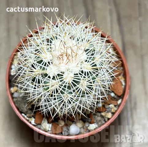 Echinocereus dasyacanthus, снимка 2 - Градински цветя и растения - 46914410