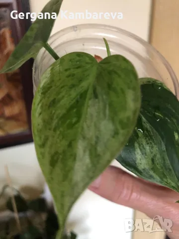 Philodendron oxycardium variegated , снимка 2 - Стайни растения - 47323486