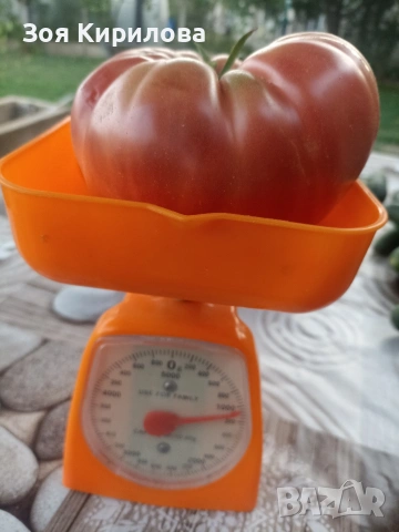 Разсад на домати от Елинпелинският край , снимка 5 - Разсади - 53932572