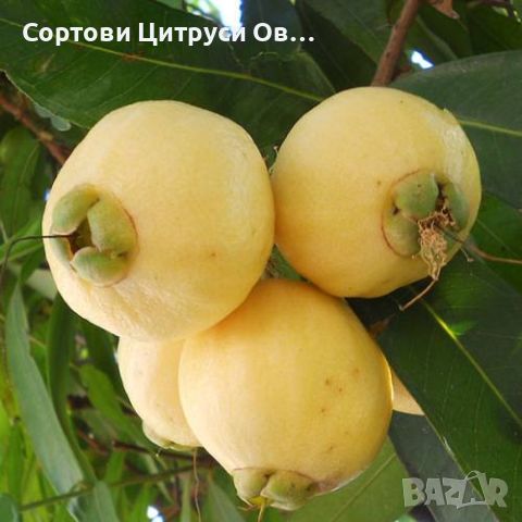 Розова Ябълка - Syzygium jambos, снимка 1