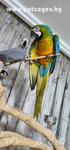 Ара Милиголд - Бебета, снимка 3 - Папагали - 51165199