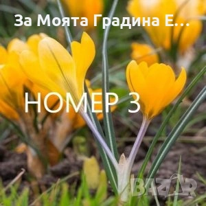 Минзухари , снимка 3 - Сортови семена и луковици - 53623471