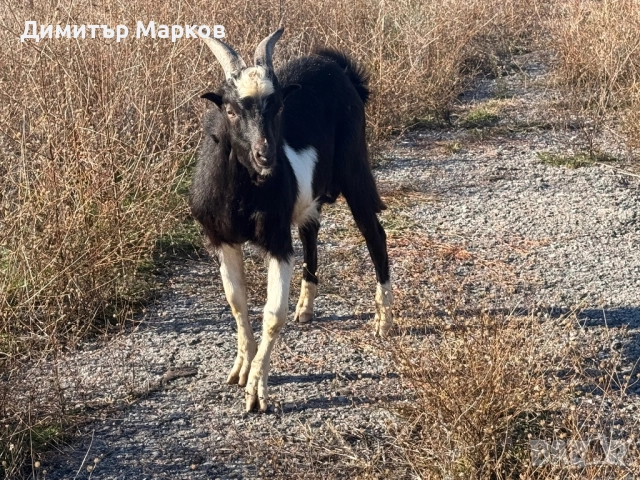 Продавам мъжко яре