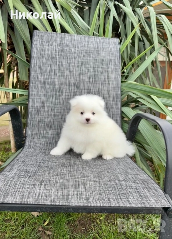 Померан момче със втора ваксина. Померанче, снимка 3 - Померан - 52721323