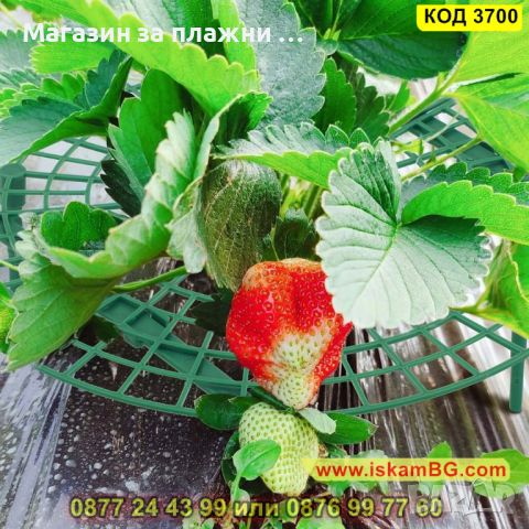 Иновативна стойка за ягоди против вредители и гниене - КОД 3700, снимка 5 - Други - 45098399
