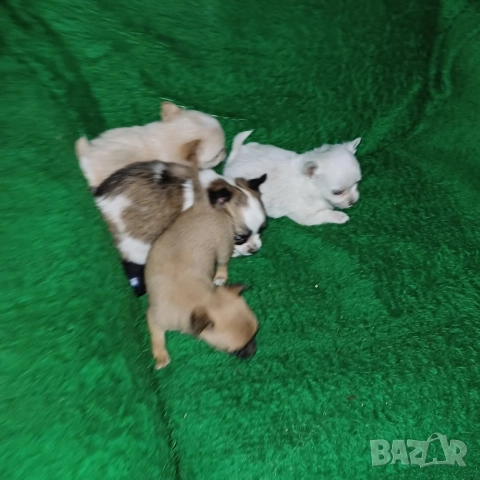 Чистокръвни мини чихуахуа , снимка 3 - Чихуахуа - 52599456