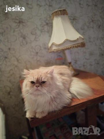 Мъжки персийци на година и половина с хигиенни навици не кастрирани,чиста порода .