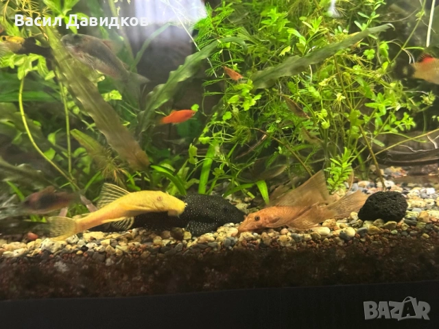 Коридорас Венецуела – най-често Orange или Black, снимка 7 - Рибки - 53884767