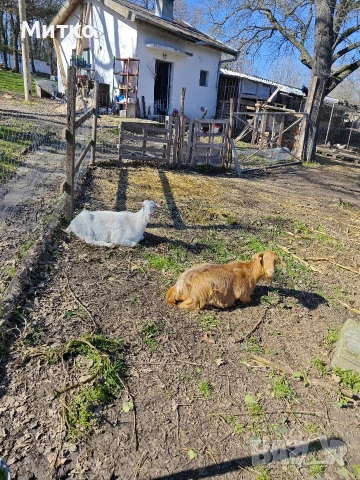 Кози, снимка 7 - Кози - 53499107