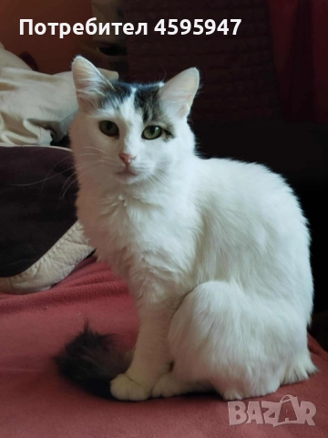 Млада пухкава красавица, снимка 1