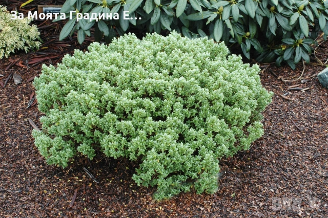 Хабе, снимка 3 - Градински цветя и растения - 53635279