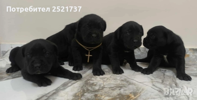 Кане корсо , снимка 2 - Кане корсо - 52829214