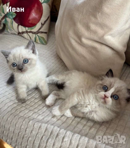 породисти котенца, снимка 4 - Сибирски - 53830810