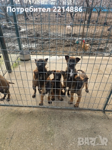 Белгийски овчарки-Малиноа , снимка 18 - Други - 52341802