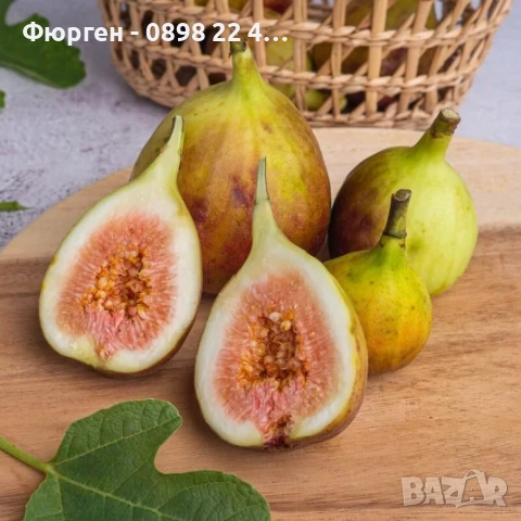 Смокиня „Брунсуик“ (Ficus carica ‘Brunswick’), снимка 2 - Разсади - 52356564