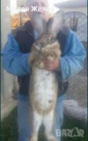 Продавам зайци порода БЕЛГИЙСКИ ВЕЛИКАН чистокръвни,цена по договаряне, снимка 11 - Други - 52084319