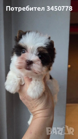 мини момиченце йоркшир биро, снимка 11 - Йоркширски териер - 53513378