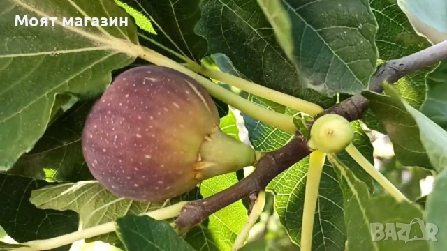 Смокиня микс сортове в обявата, снимка 3 - Градински цветя и растения - 53630239